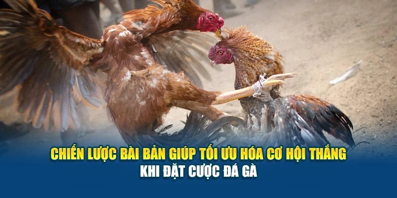Chiến lược bài bản giúp tối ưu hóa cơ hội thắng khi đặt cược đá gà