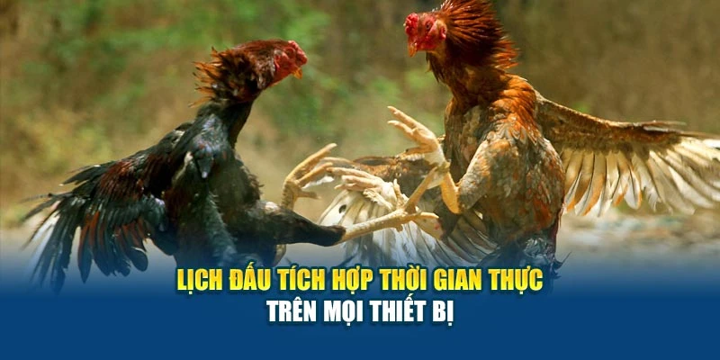 Lịch đấu tích hợp thời gian thực trên mọi thiết bị